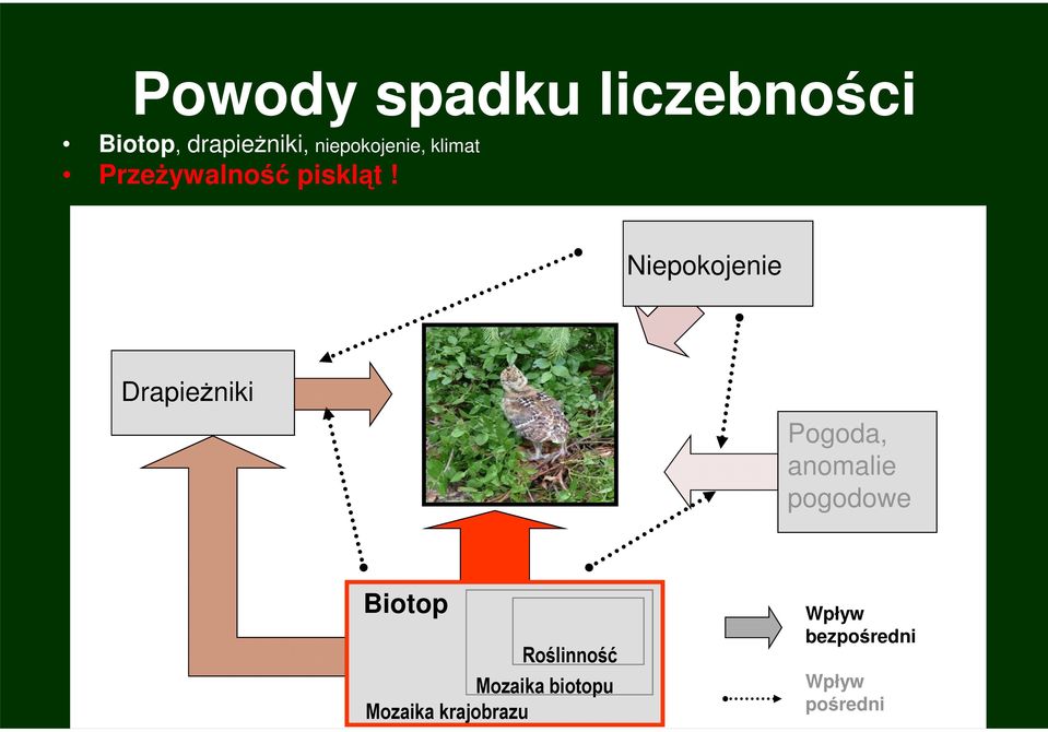 Niepokojenie DrapieŜniki Pogoda, anomalie pogodowe Habitat Biotop