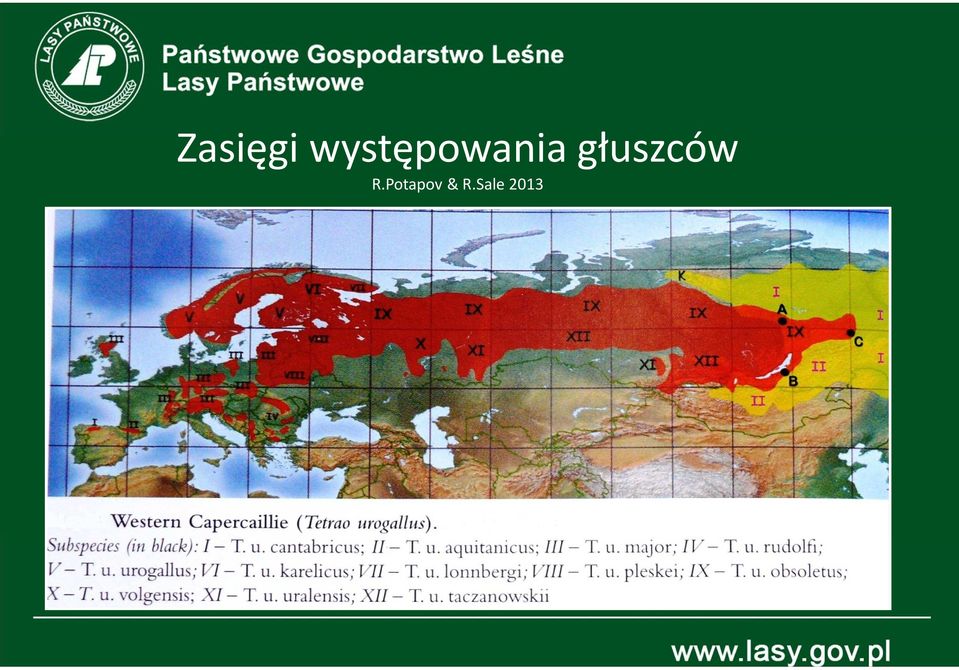 głuszców R.