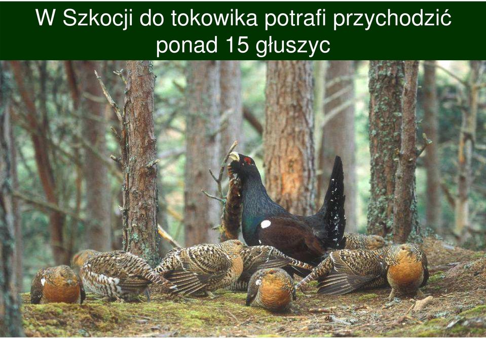 potrafi