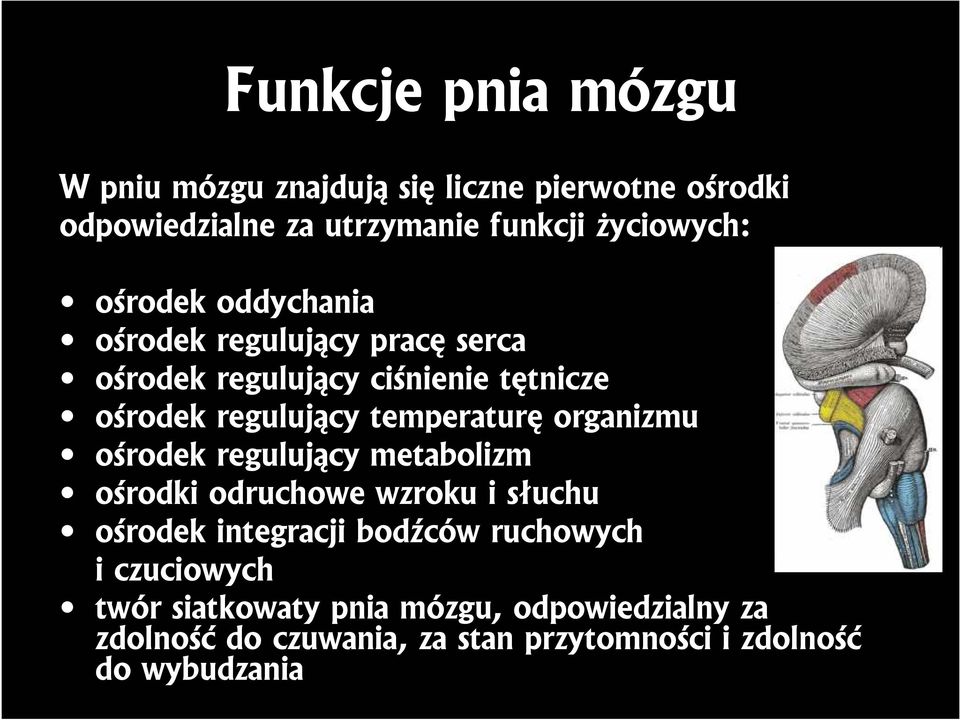 organizmu ośrodek regulujący metabolizm ośrodki odruchowe wzroku i słuchu ośrodek integracji bodźców ruchowych i