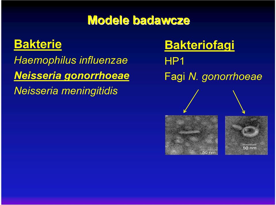 gonorrhoeae Neisseria