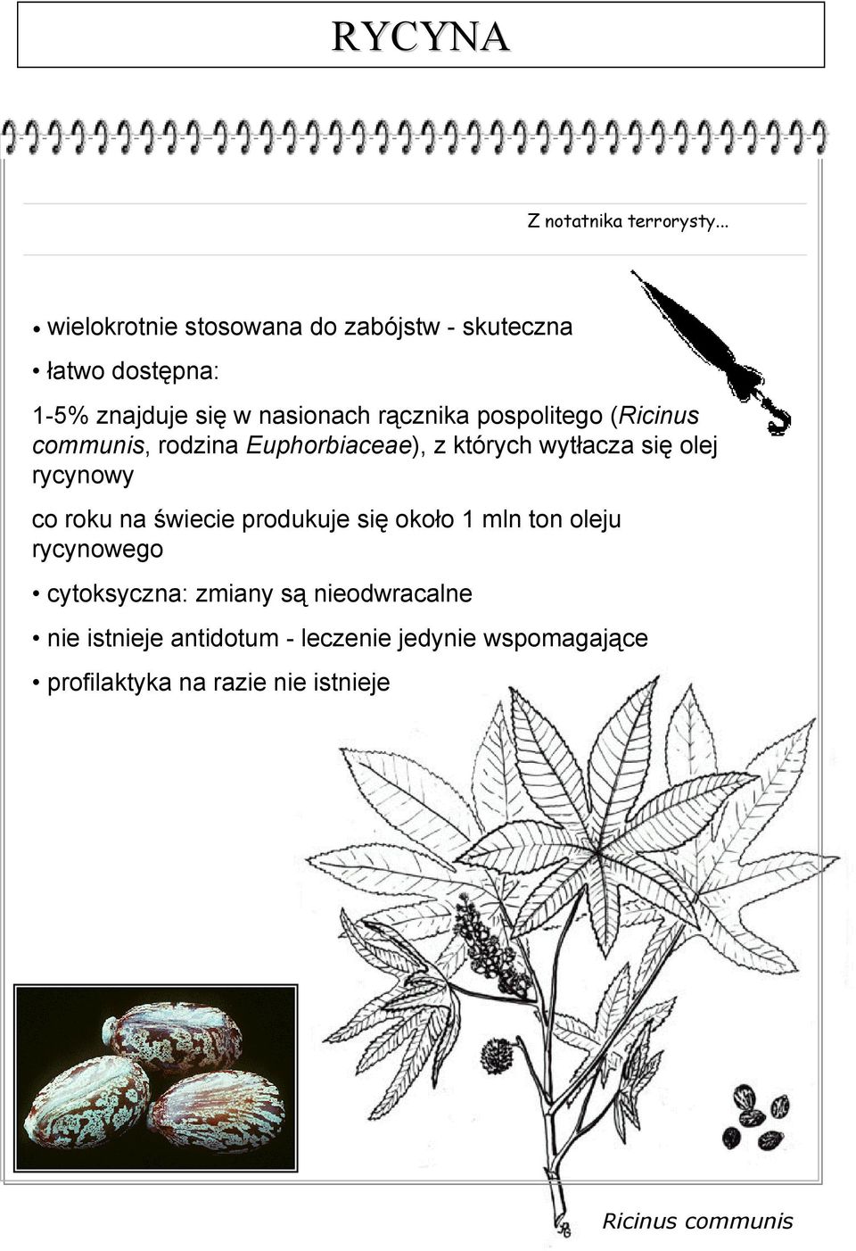 pospolitego (Ricinus communis, rodzina Euphorbiaceae), z których wytłacza się olej rycynowy co roku na