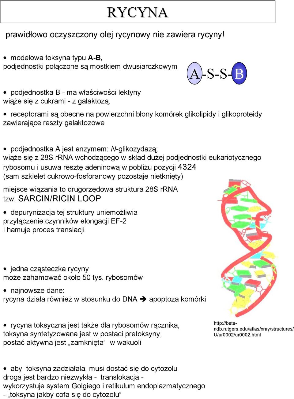 A -S-S- B receptorami są obecne na powierzchni błony komórek glikolipidy i glikoproteidy zawierające reszty galaktozowe podjednostka A jest enzymem: N-glikozydazą; wiąże się z 28S rrna wchodzącego w