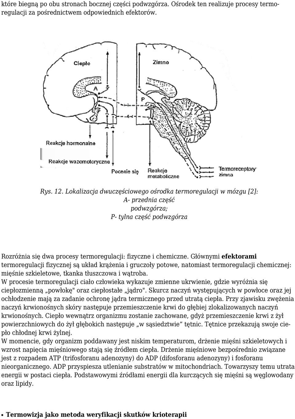 Głównymi efektorami termoregulacji fizycznej są układ krążenia i gruczoły potowe, natomiast termoregulacji chemicznej: mięśnie szkieletowe, tkanka tłuszczowa i wątroba.