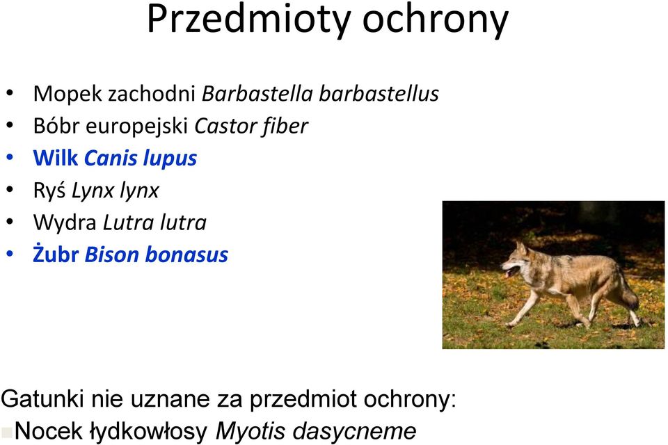 lupus Ryś Lynx lynx Wydra Lutra lutra Żubr Bison bonasus