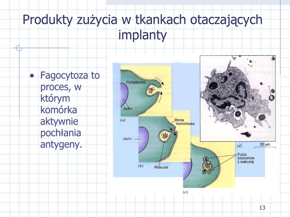 Fagocytoza to proces, w