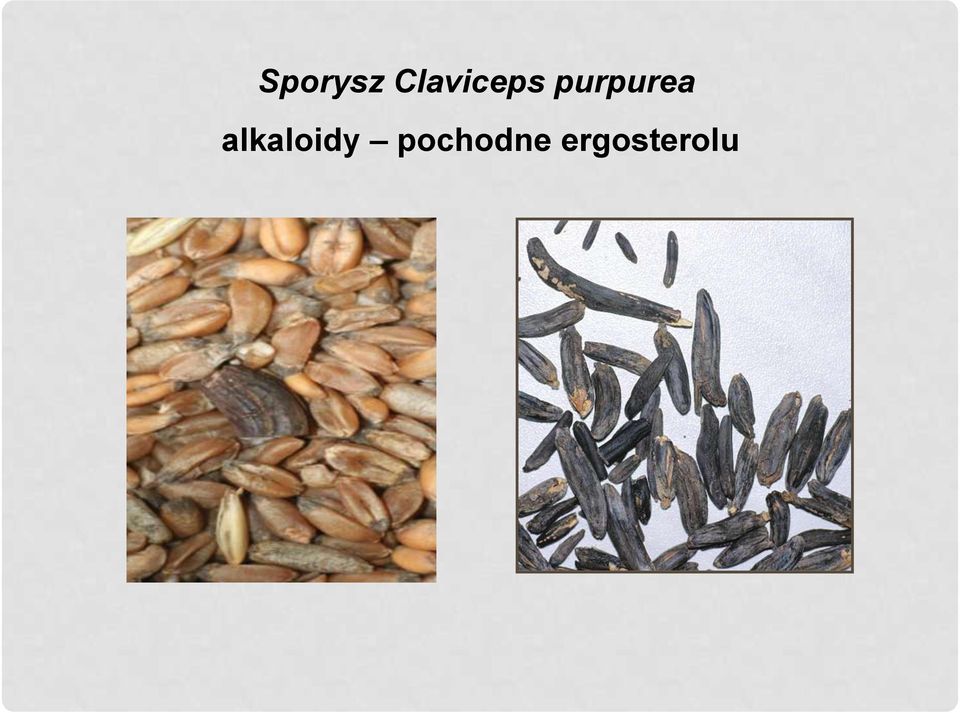 purpurea