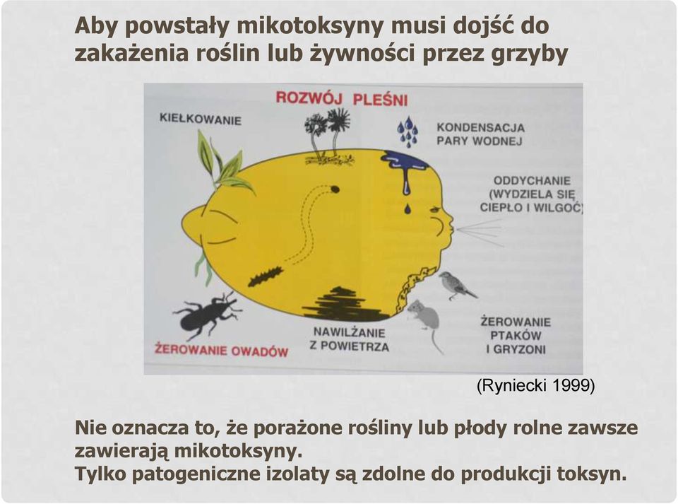 porażone rośliny lub płody rolne zawsze zawierają