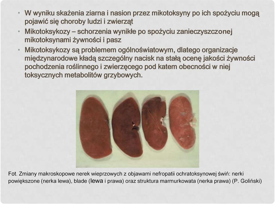stałą ocenę jakości żywności pochodzenia roślinnego i zwierzęcego pod katem obecności w niej toksycznych metabolitów grzybowych. Fot.