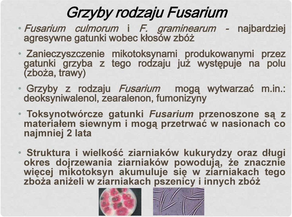 na polu (zboża, trawy) Grzyby z rodzaju Fusarium mogą wytwarzać m.in.