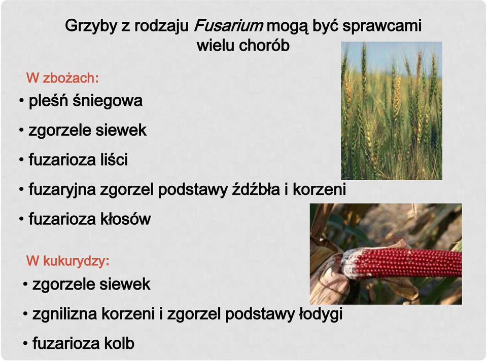 zgorzel podstawy źdźbła i korzeni fuzarioza kłosów W kukurydzy: