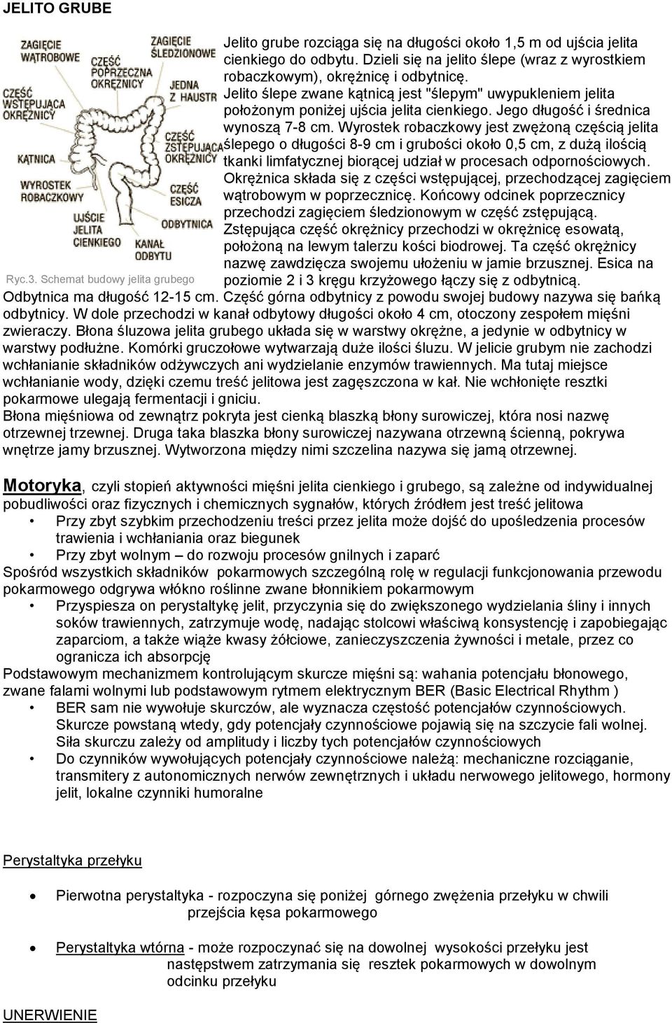 Wyrostek robaczkowy jest zwężoną częścią jelita ślepego o długości 8-9 cm i grubości około 0,5 cm, z dużą ilością tkanki limfatycznej biorącej udział w procesach odpornościowych.