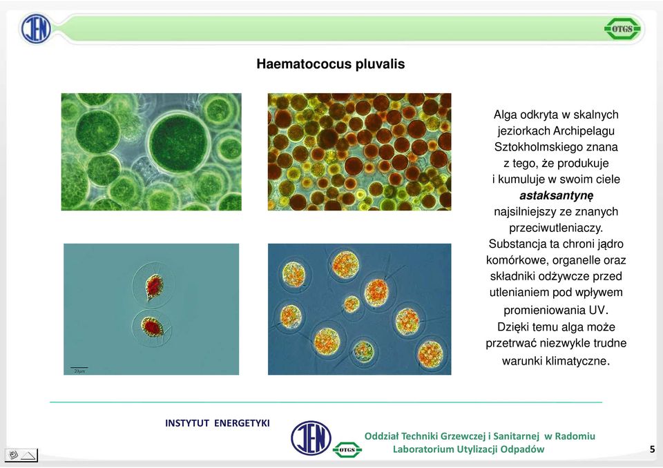 Substancja ta chroni jądro komórkowe, organelle oraz składniki odżywcze przed utlenianiem pod wpływem