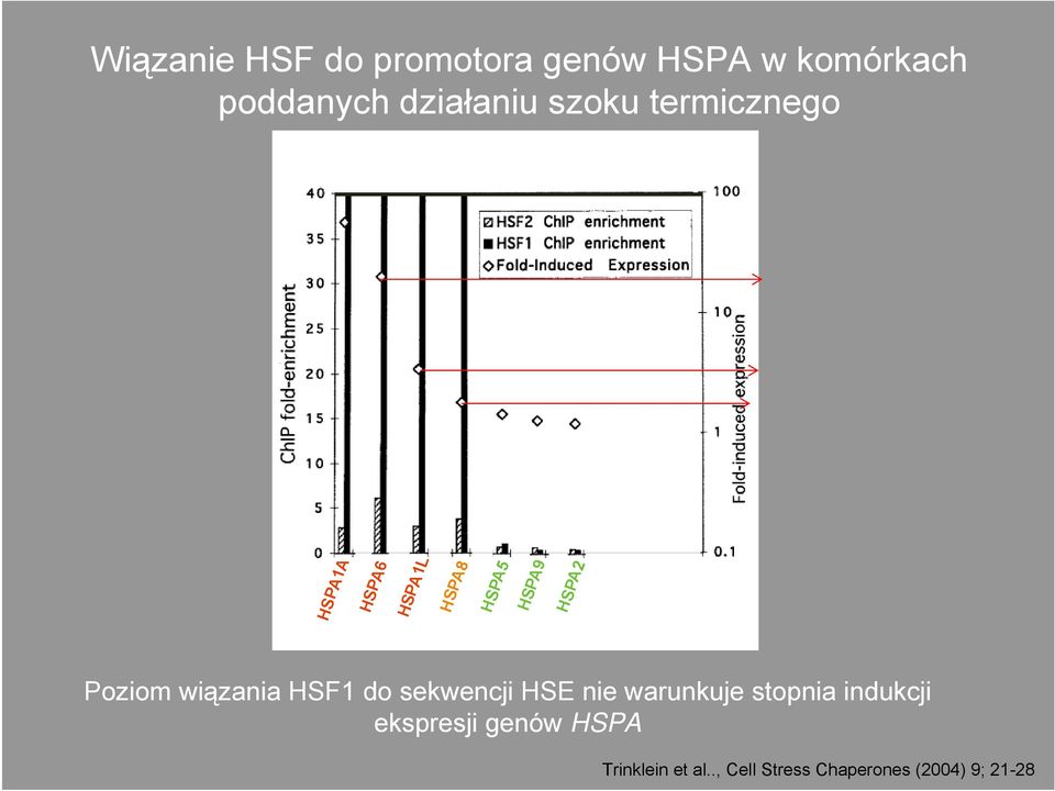 wiązania HSF1 do sekwencji HSE nie warunkuje stopnia indukcji