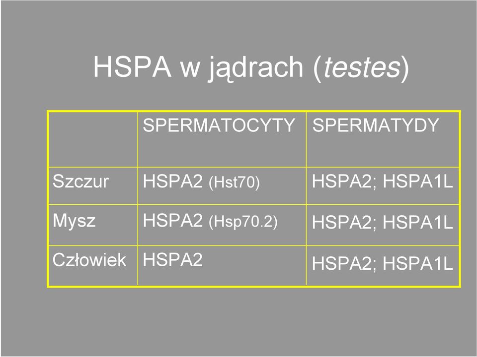 HSPA2 (Hst70) HSPA2 (Hsp70.