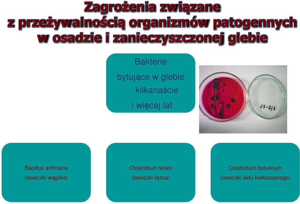 kilkanaście i więcej lat Bacillus anthracis (laseczki wąglika)