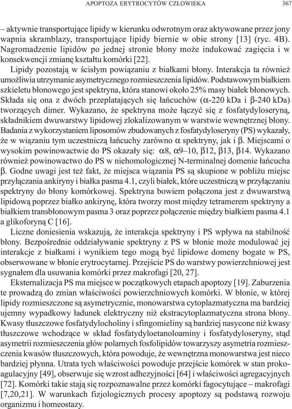 Interakcja ta równie umo liwia utrzymanie asymetrycznego rozmieszczenia lipidów. Podstawowym bia³kiem szkieletu b³onowego jest spektryna, która stanowi oko³o 25% masy bia³ek b³onowych.