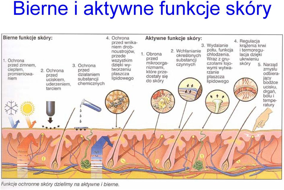 funkcje