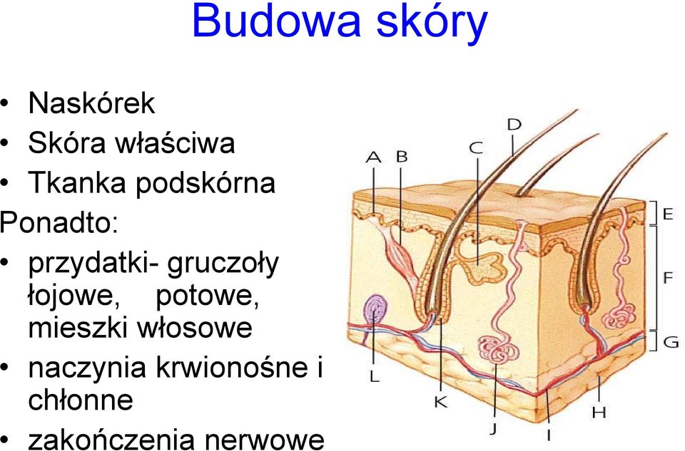 potowe, mieszki włosowe naczynia