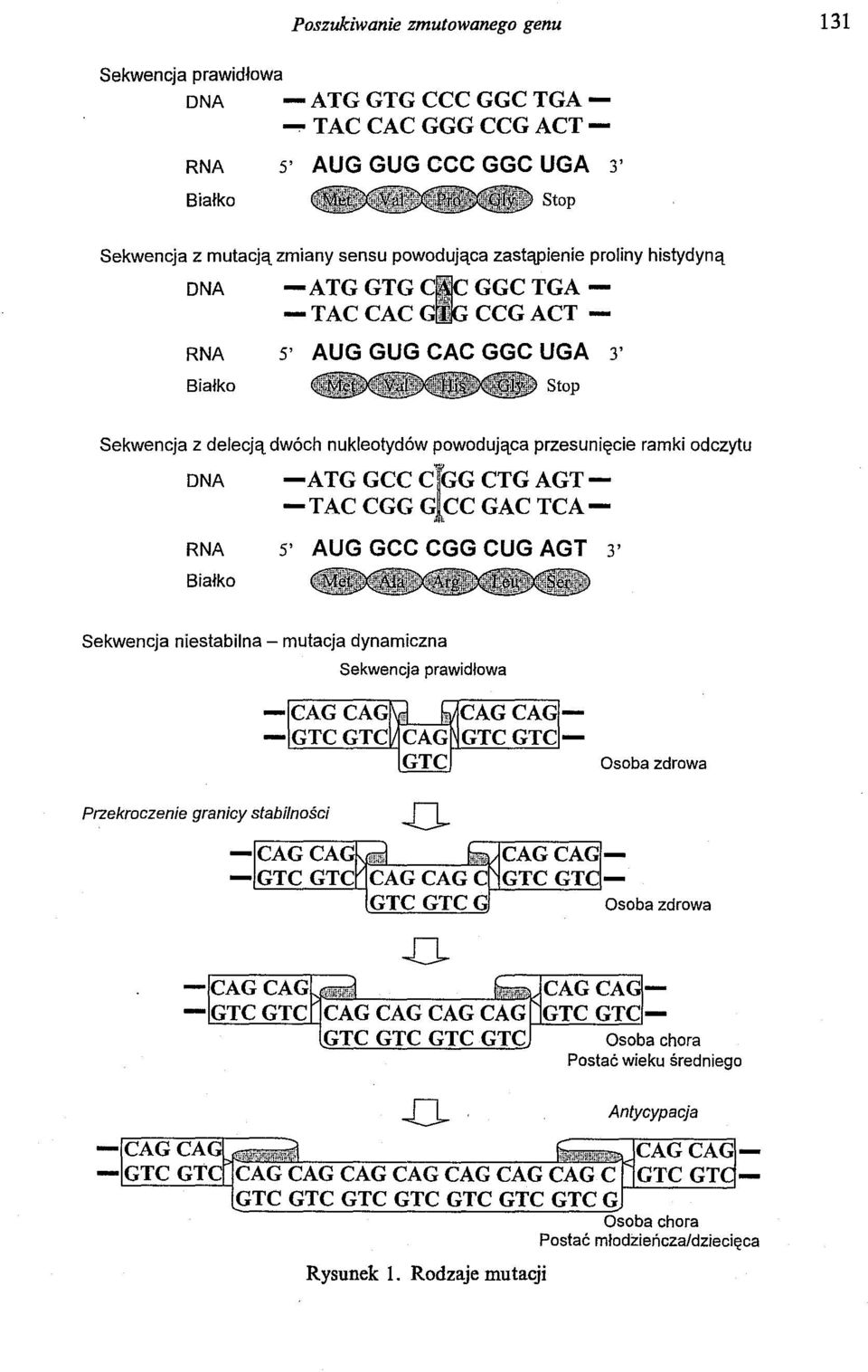 TAC CAC GiG CCG ACT - RNA 5' AUG GUG CAC GGC UGA 3' Białko Sekwencja z delecją dwóch nukleotydów powodująca przesunięcie ramki odczytu DNA RNA 5' AUG GCC CGG CUG AGT 3'