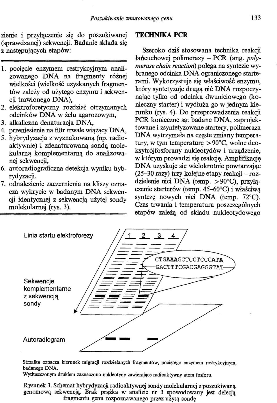 elektroforetyczny rozdział otrzymanych odcinków DNA w żelu agarozowym, 3. alkaliczna denaturacja DNA, 4. przeniesienie na filtr trwale wiążący DNA, 5. hybrydyzacja z wyznakowaną (np.