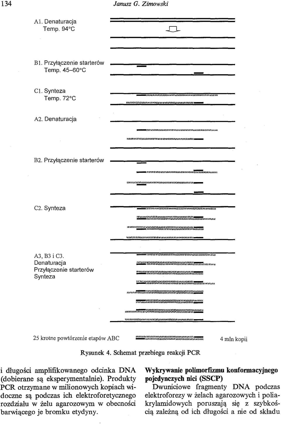 AlIlllt:ll:l;;la~IIIUIl!liił!IO\I~~IUI1. 4 mln kopii Rysunek 4. Schemat przebiegu reakcji per i długości amplifikowanego odcinka DNA (dobierane są eksperymentalnie).