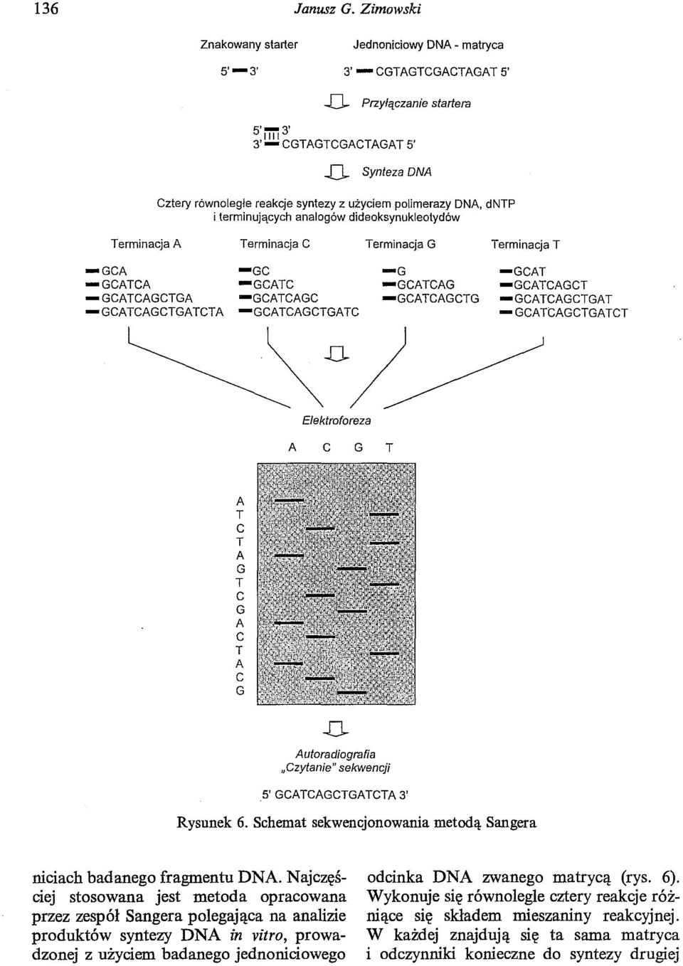 . Synteza DNA Cztery równoległe reakcje syntezy z użyciem polimerazy DNA, dntp i terminujących analogów dideoksynukleotydów Terminacja A Terminacja C Terminacja G -GCA -GC -G -GCATCA -GCATC -GCATCAG