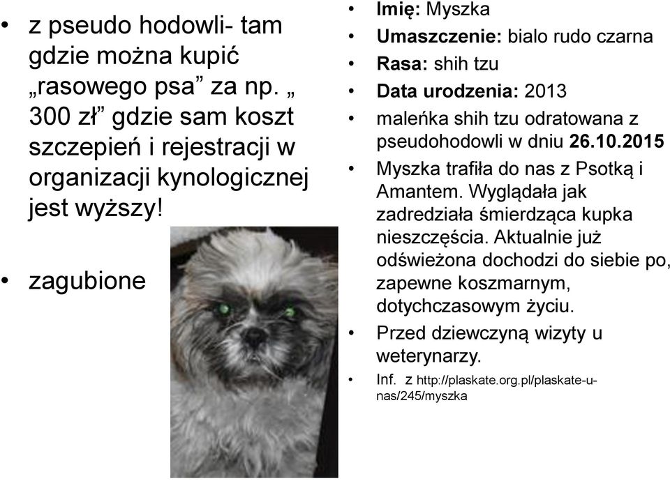 zagubione Imię: Myszka Umaszczenie: bialo rudo czarna Rasa: shih tzu Data urodzenia: 2013 maleńka shih tzu odratowana z pseudohodowli w dniu 26.