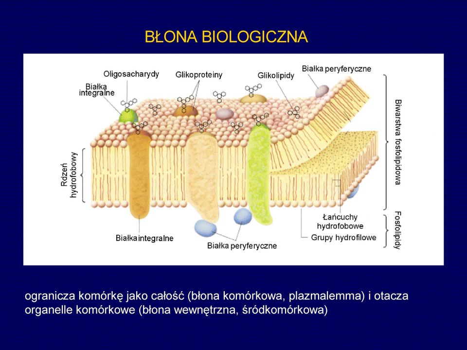 plazmalemma) i otacza organelle