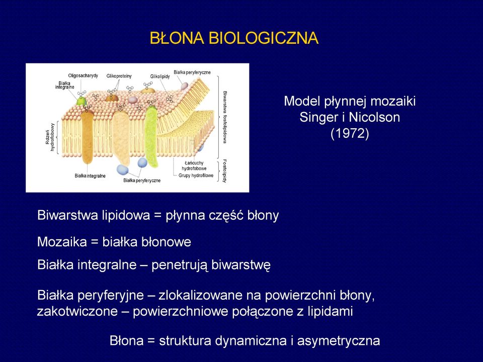 penetrują biwarstwę Białka peryferyjne zlokalizowane na powierzchni błony,