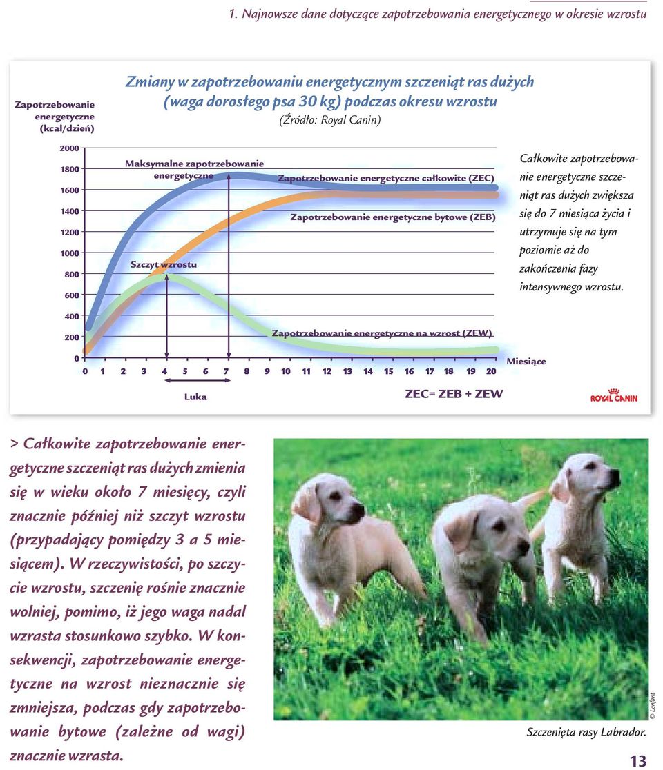 kowite zapotrzebowanie energetyczne szczeniàt ras du ych zwi ksza si do 7 miesiàca ycia i utrzymuje si na tym poziomie a do zakoƒczenia fazy intensywnego wzrostu.