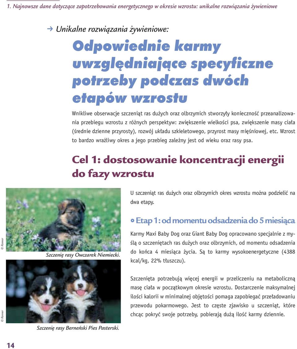 kszenie masy cia a (Êrednie dzienne przyrosty), rozwój uk adu szkieletowego, przyrost masy mi Êniowej, etc. Wzrost to bardzo wra liwy okres a jego przebieg zale ny jest od wieku oraz rasy psa.