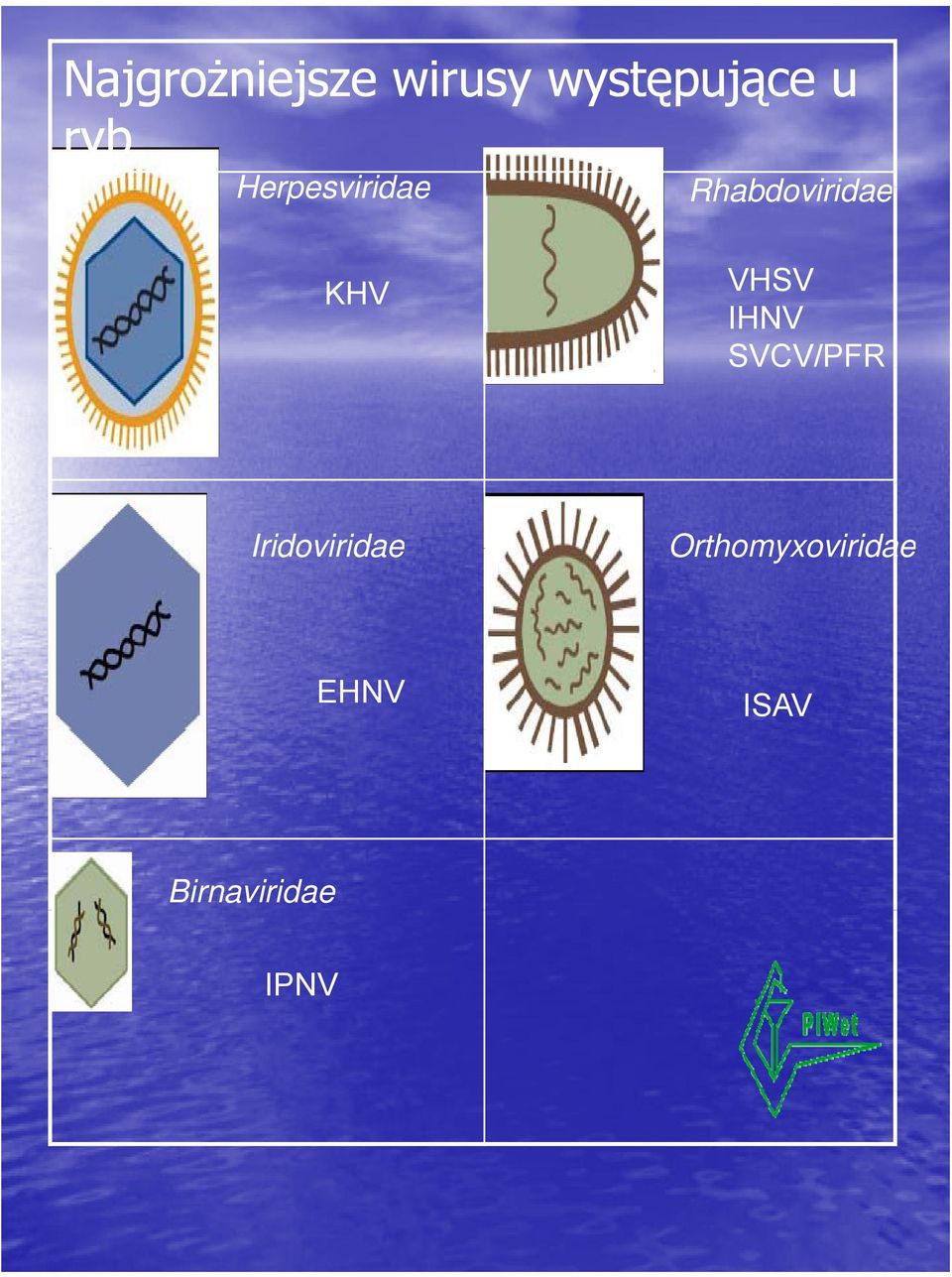 VHSV IHNV SVCV/PFR Iridoviridae