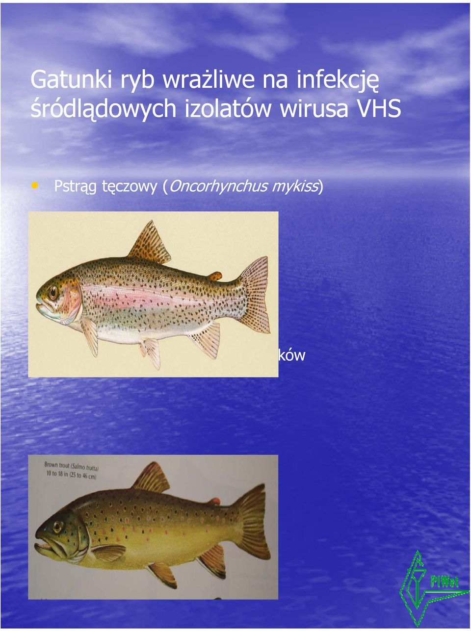 Pstrąg Pt tęczowy ( (Oncorhynchus h