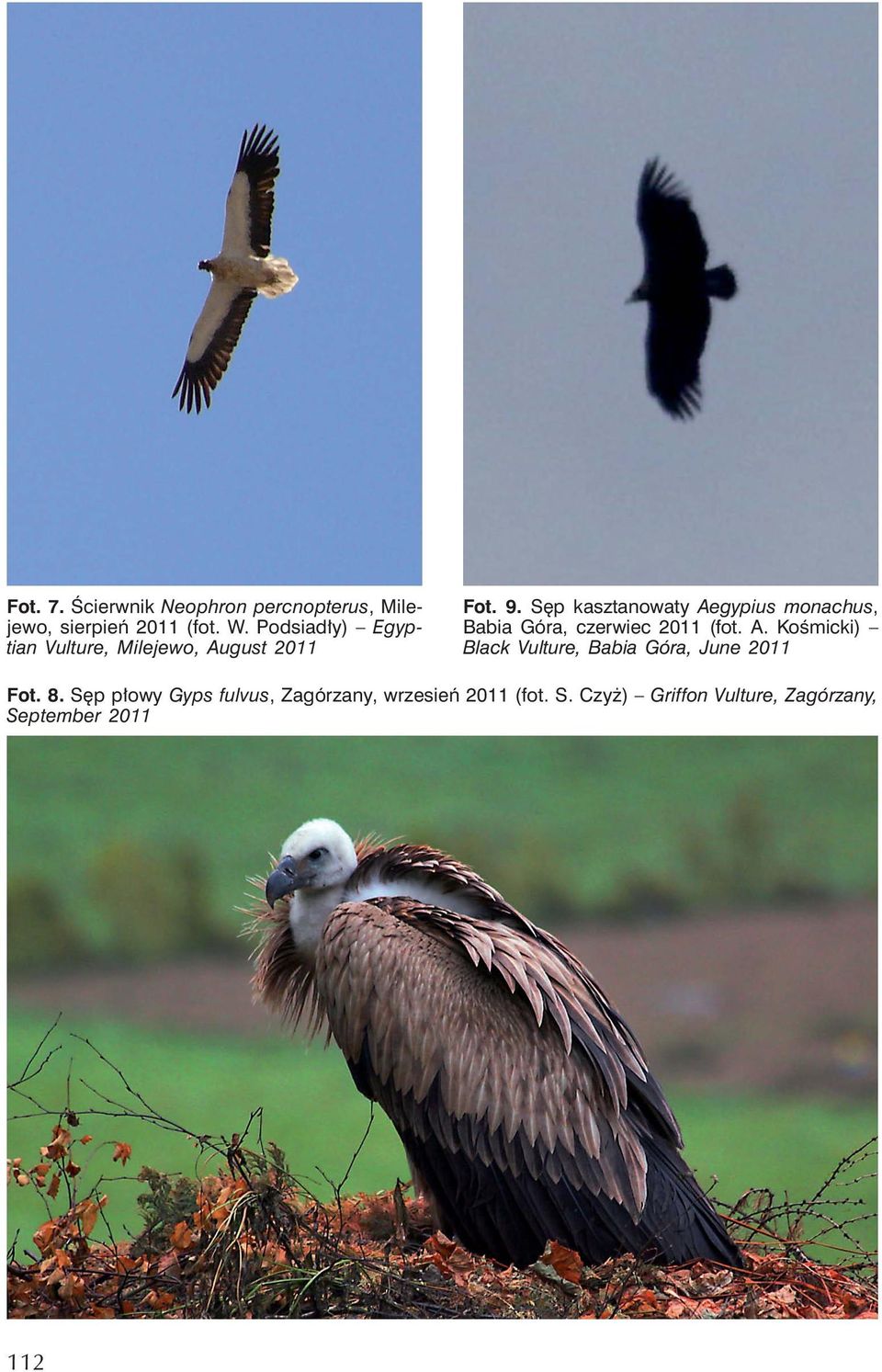 Sęp kasztanowaty Aegypius monachus, Babia Góra, czerwiec 2011 (fot. A. Kośmicki) Black Vulture, Babia Góra, June 2011 Fot.