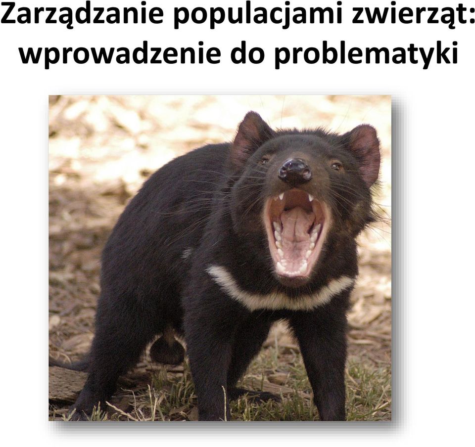 zwierząt: