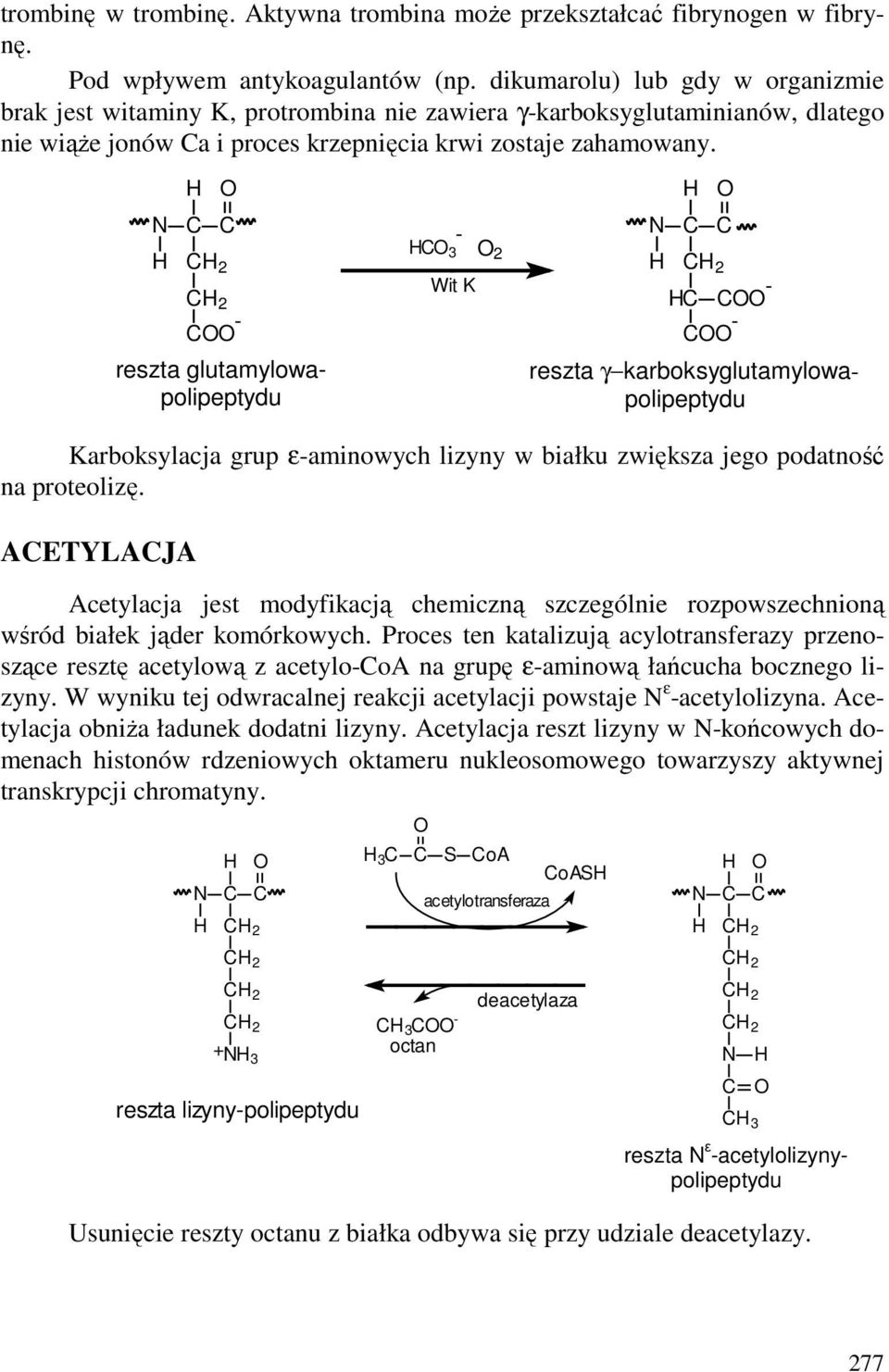 2 2 - reszta glutamylowapolipeptydu 3 - Wit K 2 2 - - reszta γ karboksyglutamylowapolipeptydu Karboksylacja grup ε-aminowych lizyny w białku zwiększa jego podatność na proteolizę.