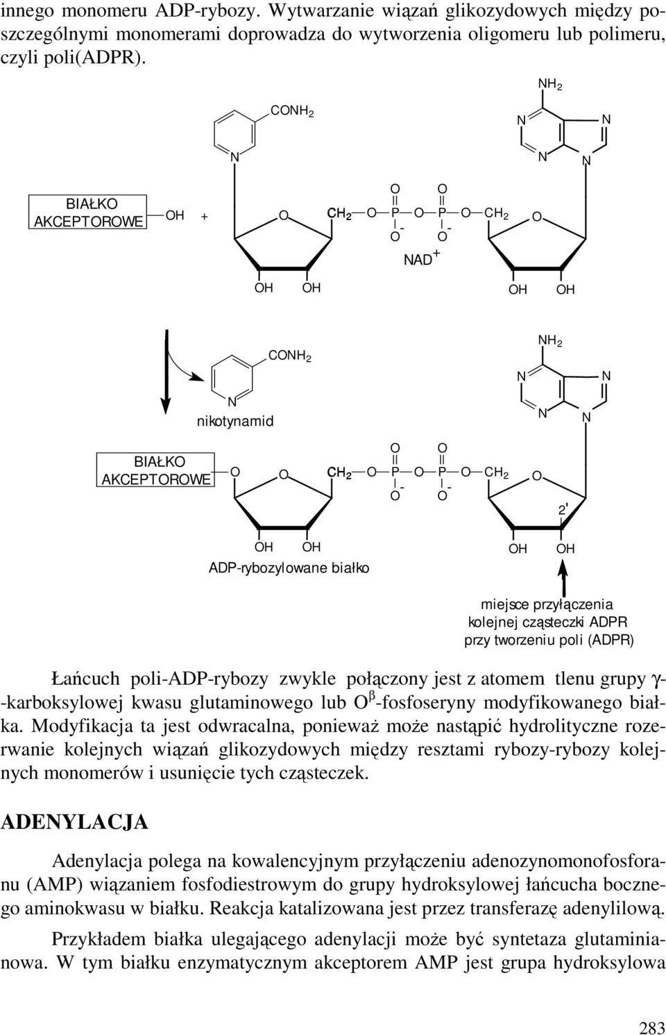 poli-adp-rybozy zwykle połączony jest z atomem tlenu grupy γ- -karboksylowej kwasu glutaminowego lub β -fosfoseryny modyfikowanego białka.