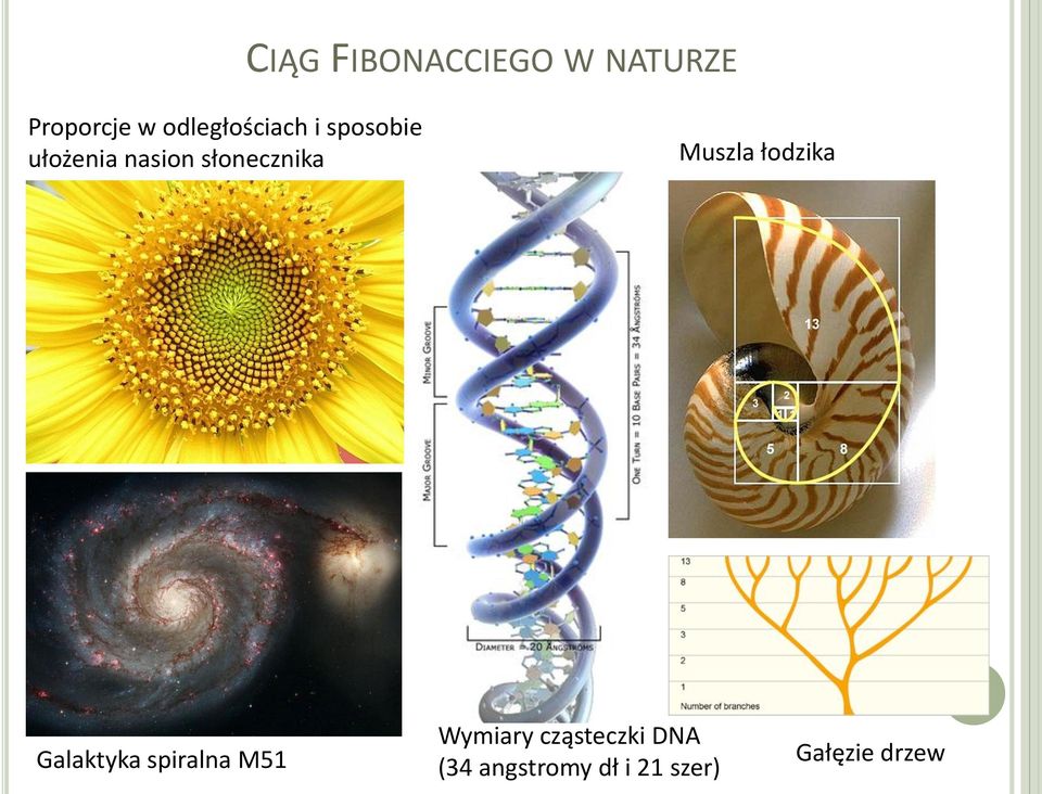 słonecznika Muszla łodzika Galaktyka spiralna