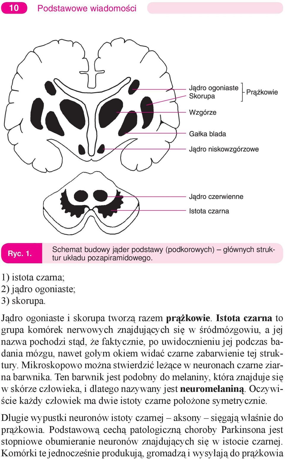 Istota czarna to grupa komórek nerwowych znajdujących się w śródmózgowiu, a jej nazwa pochodzi stąd, że faktycznie, po uwidocznieniu jej podczas badania mózgu, nawet gołym okiem widać czarne