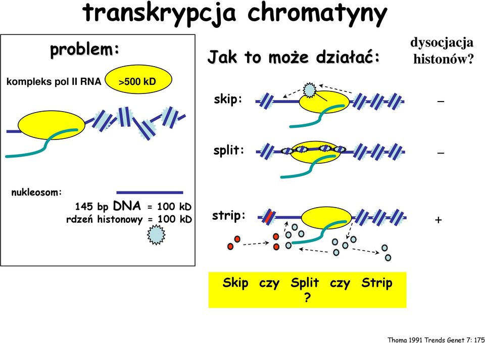 kompleks pol II RNA >500 kd skip: split: nukleosom: 145 bp