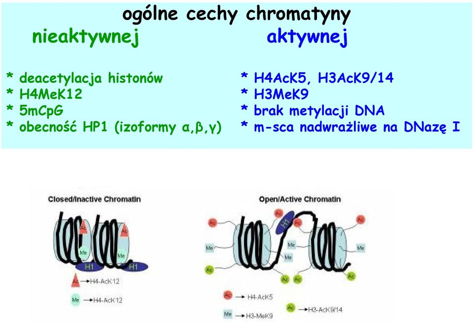 H4MeK12 * H3MeK9 * 5mCpG * brak metylacji DNA *