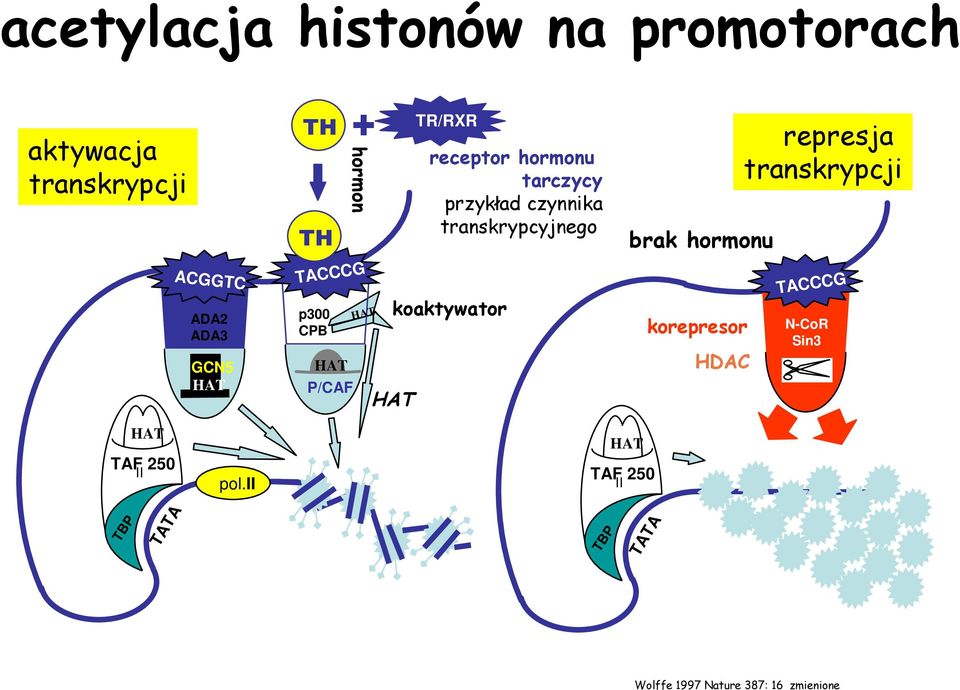 transkrypcyjnego koaktywator brak hormonu korepresor HDAC represja transkrypcji TACCCG NCoR