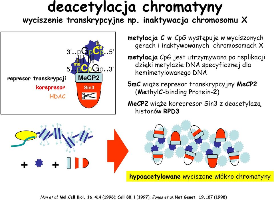 .5 º º metylacja C w CpG występuje w wyciszonych genach i inaktywowanych chromosomach X metylacja CpG jest utrzymywana po replikacji dzięki metylazie DNA