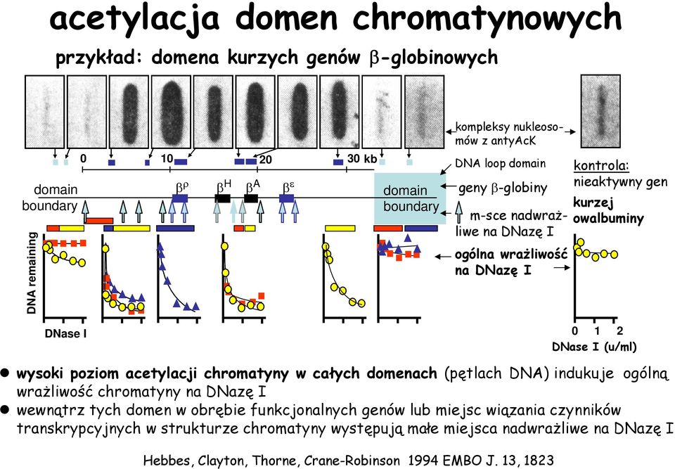 (u/ml) wysoki poziom acetylacji chromatyny w całych domenach (pętlach DNA) indukuje ogólną wrażliwość chromatyny na DNazę I wewnątrz tych domen w obrębie funkcjonalnych