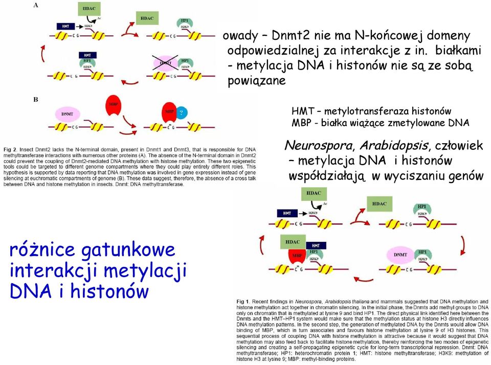 histonów MBP białka wiążące zmetylowane DNA Neurospora, Arabidopsis, człowiek