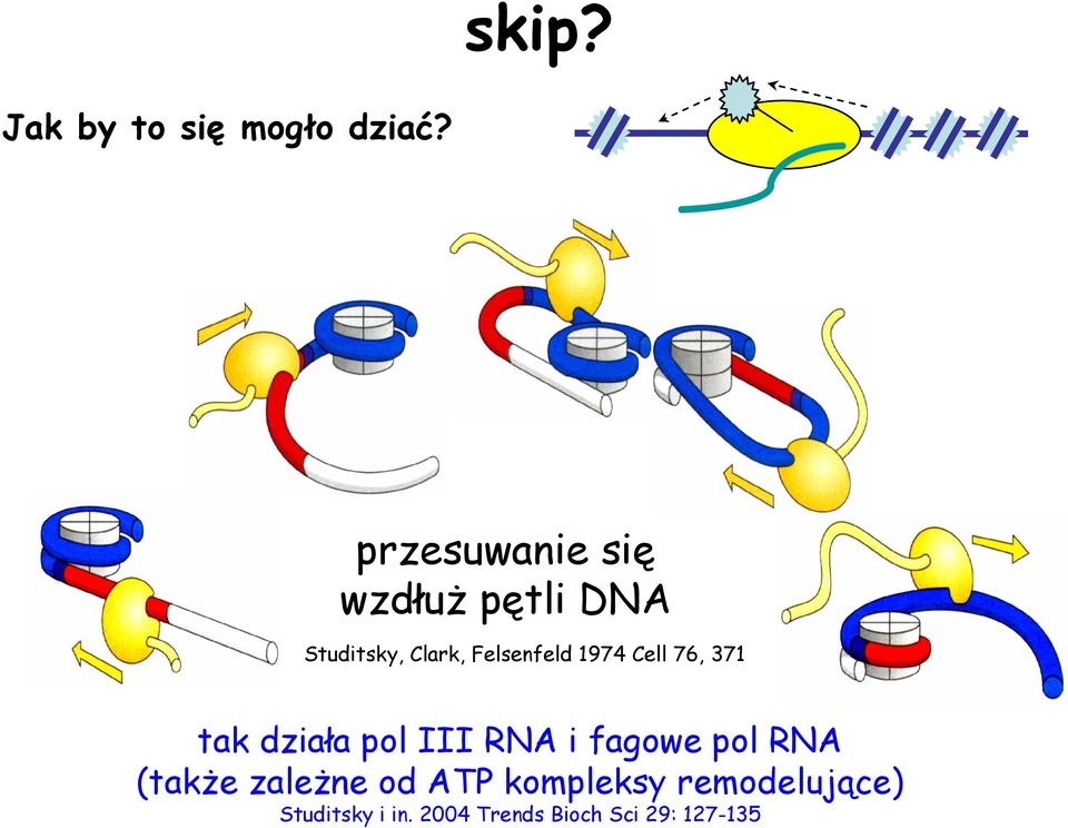 1974 Cell 76, 371 tak działa pol III RNA i fagowe pol RNA