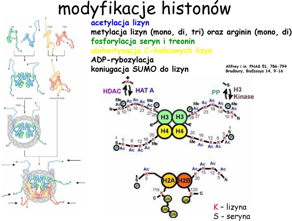 ubikwitynacja Ckońcowych lizyn ADPrybozylacja koniugacja SUMO do