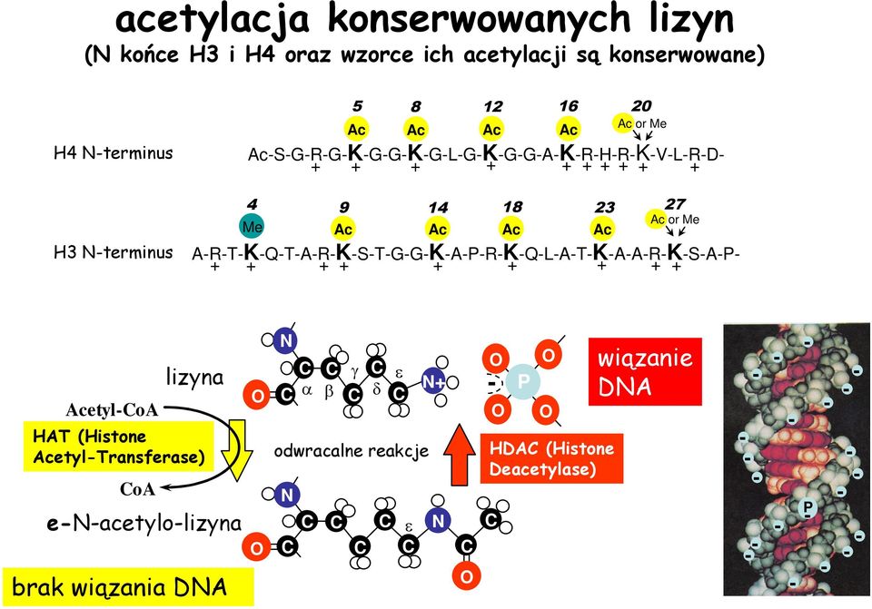 + + + + + + + Ac Ac Ac Ac Ac Ac or Me AcetylCoA lizyna HAT (Histone AcetylTransferase) CoA enacetylolizyna brak wiązania DNA