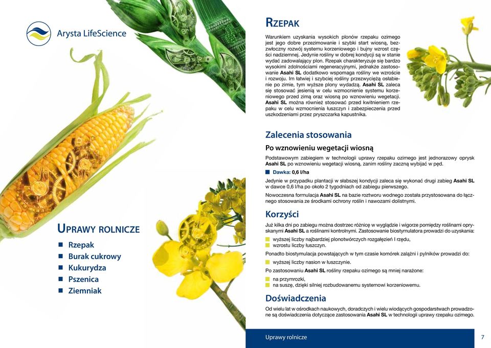 Rzepak charakteryzuje się bardzo wysokimi zdolnościami regeneracyjnymi, jednakże zastosowanie Asahi SL dodatkowo wspomaga rośliny we wzroście i rozwoju.